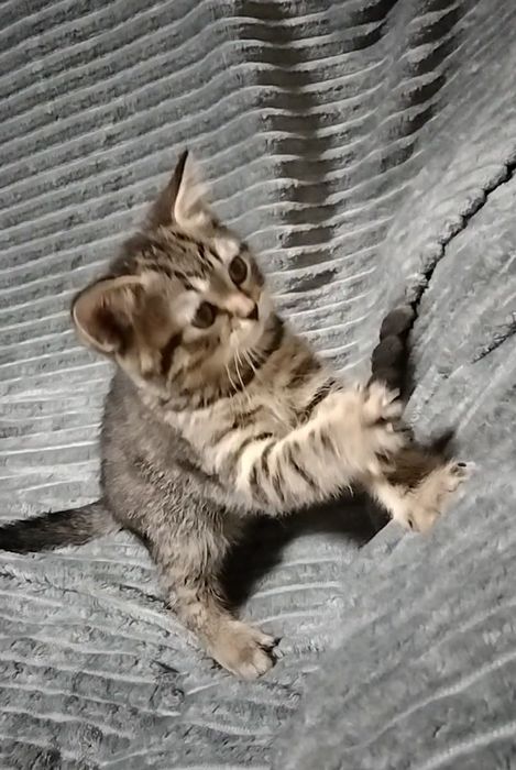 Мальчик. Скоттиш страйт.