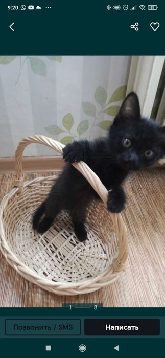 Отдам котят в добрые руки.