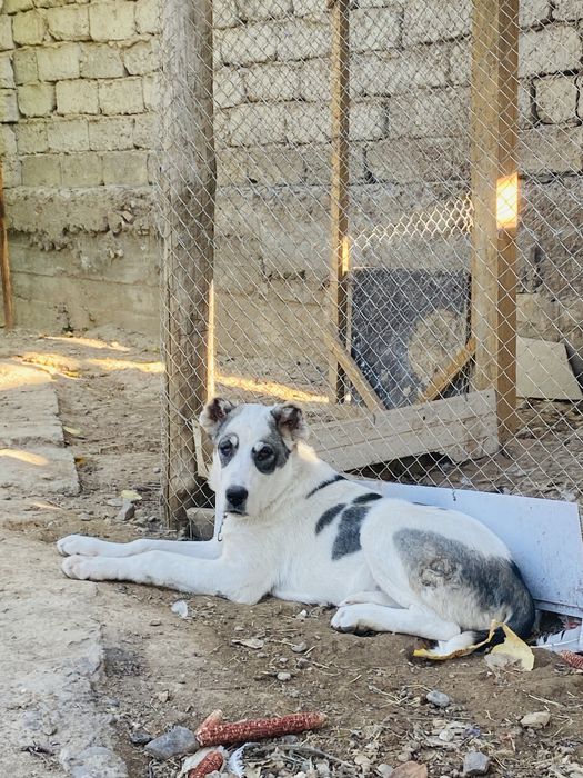 Алабай кушыкк