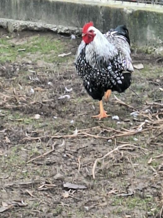 Vand cocos wiandotte