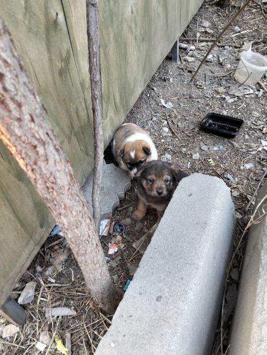 Срочно , срочно ,