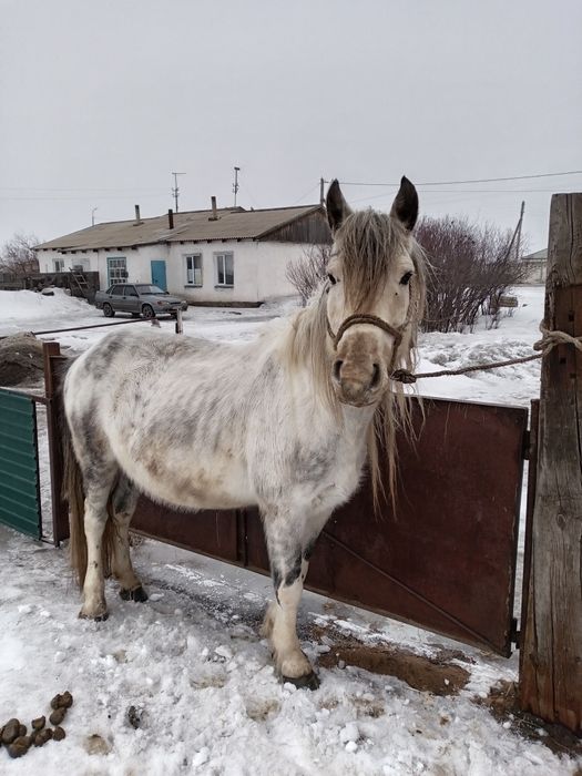 Продам или обменяю.
