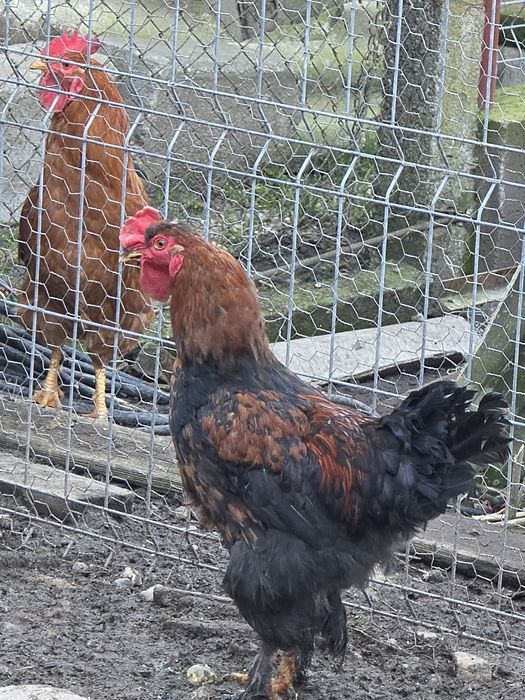 Schimb cocosi de casa pe gaini