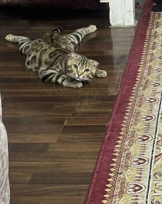 Ищем очаровательную девочку для вязки
Бенгальский кот, 1 год,
крас