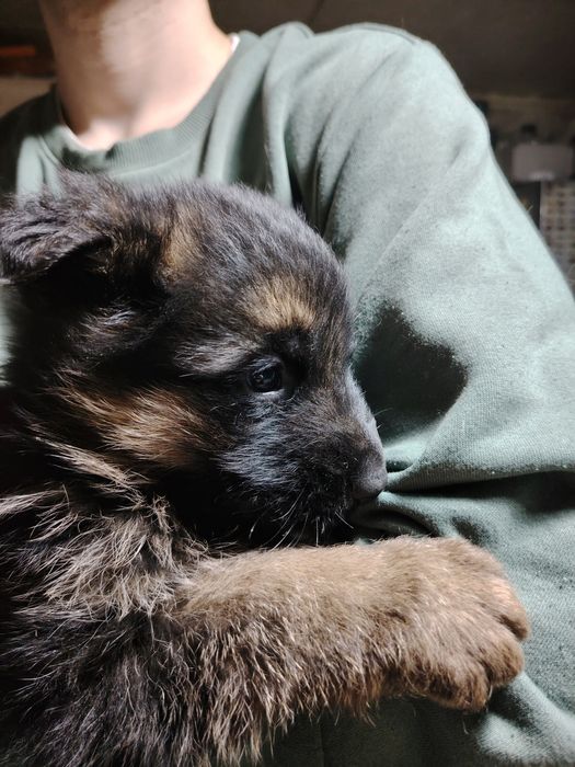 Продам щенков немецкой овчарки