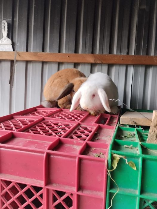 Продам кроликов мальчик и девочка