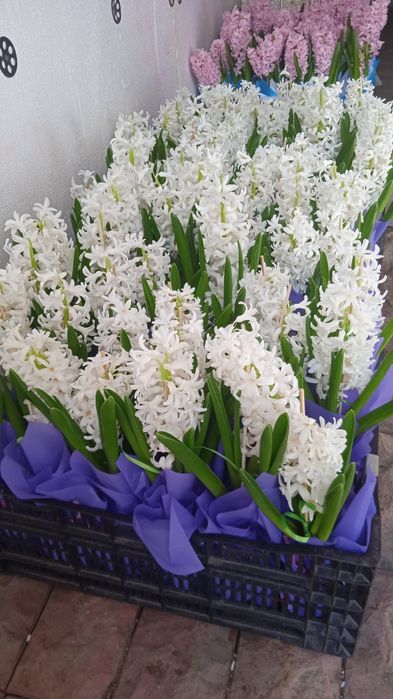 Гиацинты к 8 марта