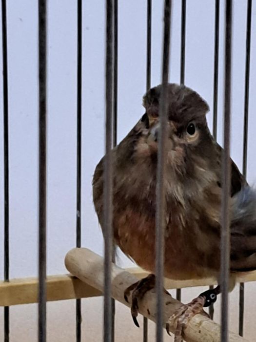 Vând Hibrizi Arlechin - Masculi Excepționali (11 luni & 1 an)