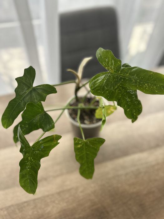 Продам комнатные цветы