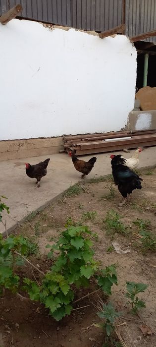 Үй тауықтары қораз