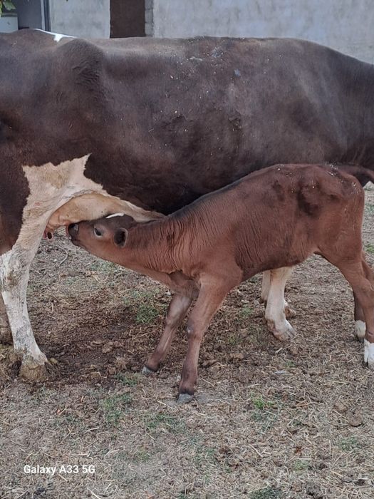 Голштинский корова