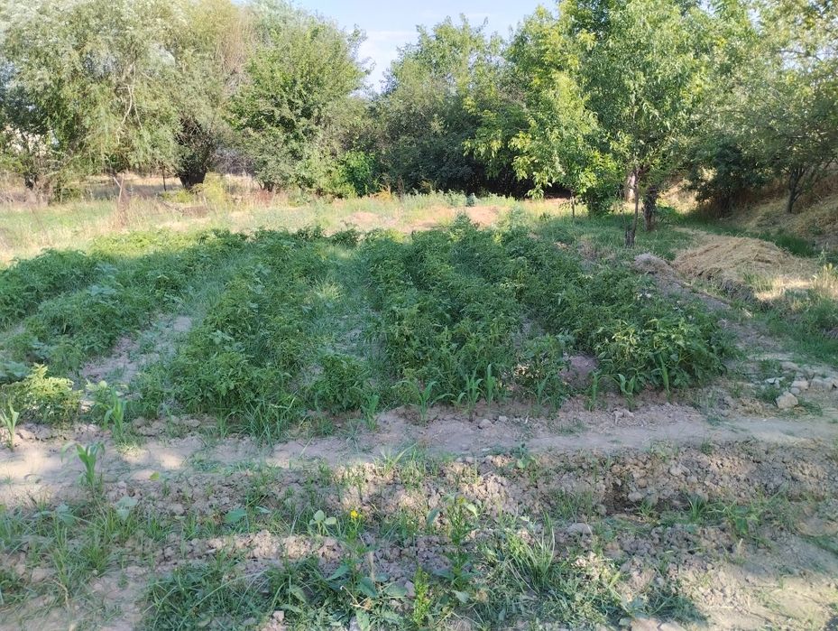 Охангарон тумани Болгали кишлоги