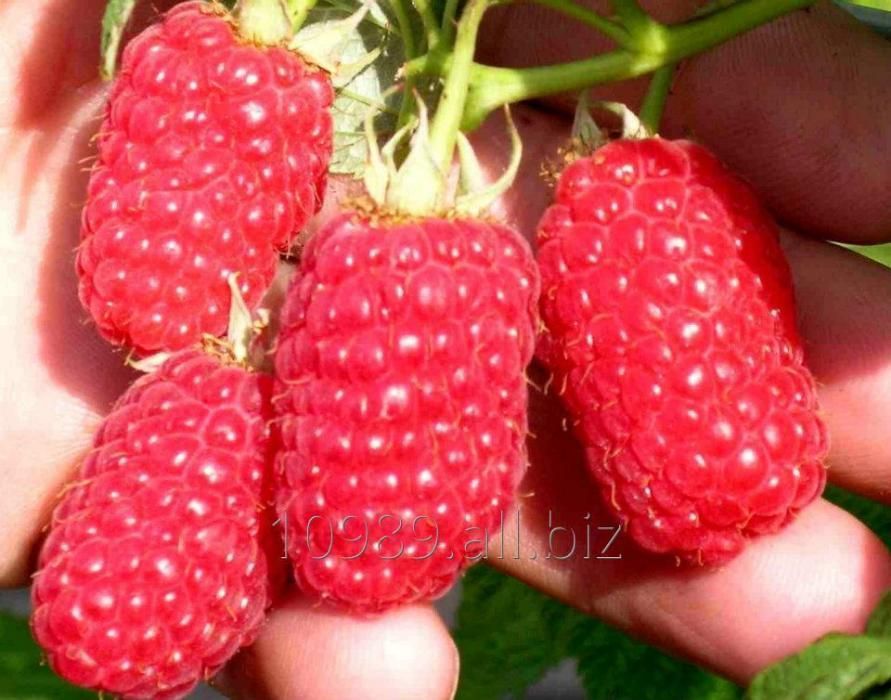 Vand zmeura sokolica(drajoni)