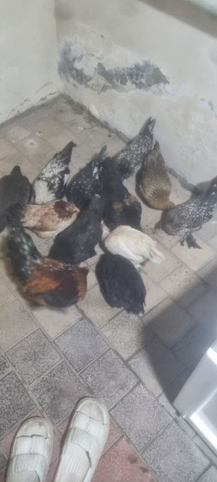 Yapon tovuq xoʻrozla sotiladi