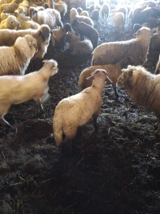 Miei frumoși de vânzare