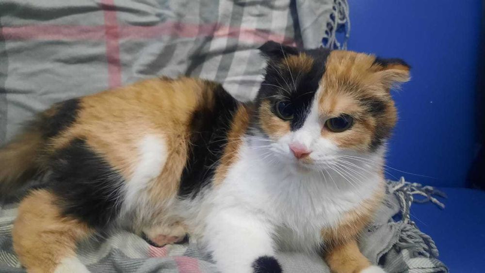 Счастье заказывали? А вот и оно