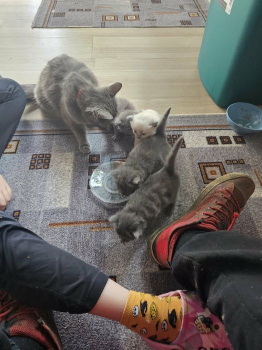 Sunt foarte deștepți și cuminți rasă birmaneza ăla alb este vîndut
