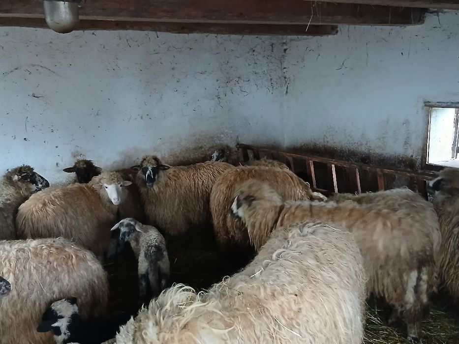 De vânzare 3 oi cu miel