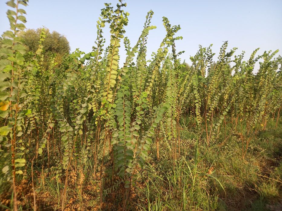 Саженцы декоротивные