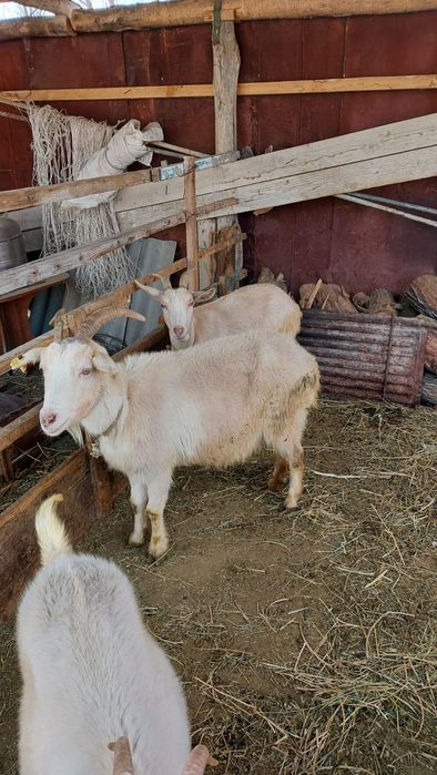 Зааненский ешкілер