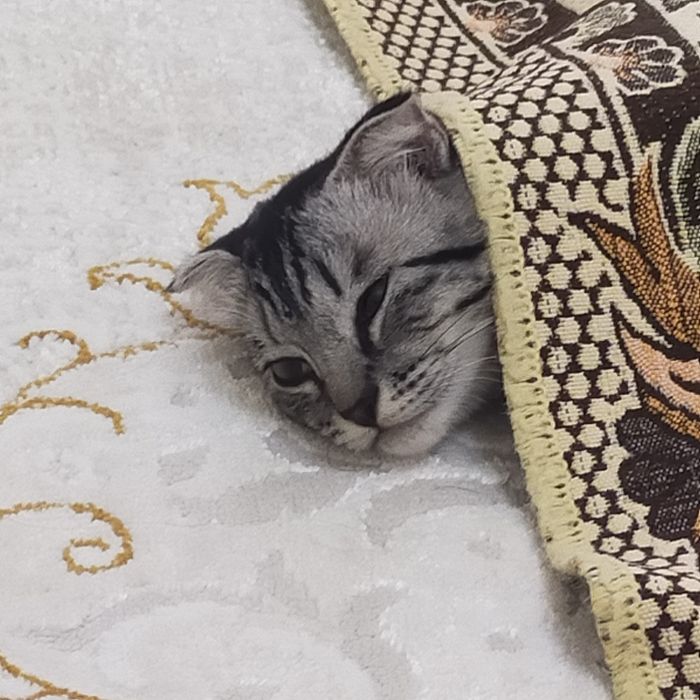 Шотландский вислоухий