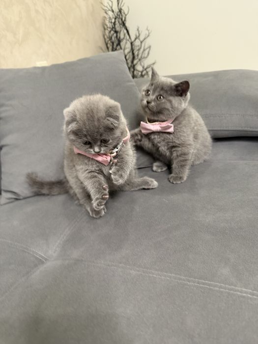 Британски котета