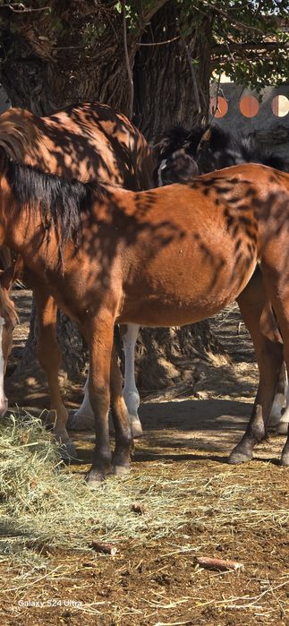 Продам кобылу беременную
