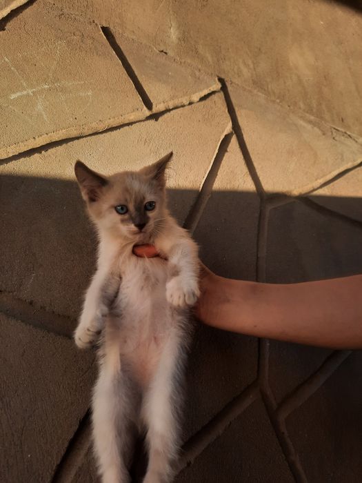 Отдадим котят в добрые руки
