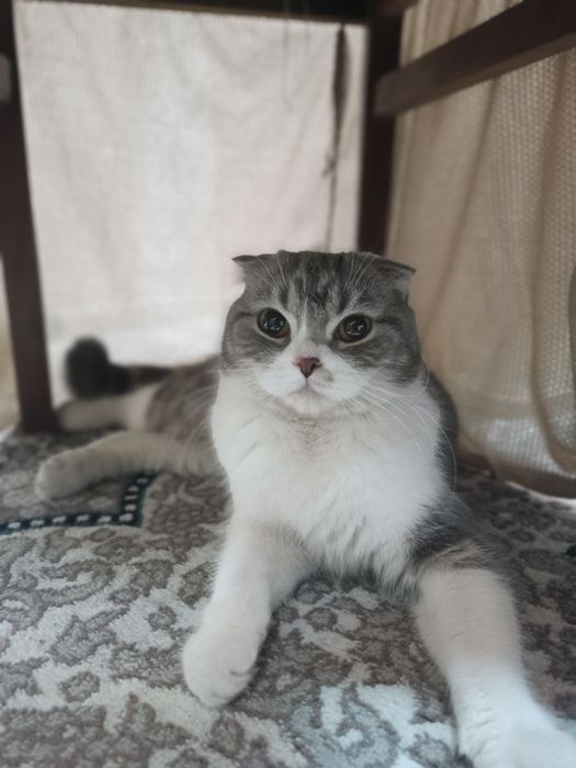 Shatlantski mushuk