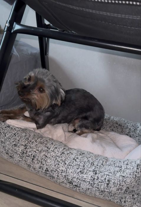 Йоркширский терьер еркширский тэрьер