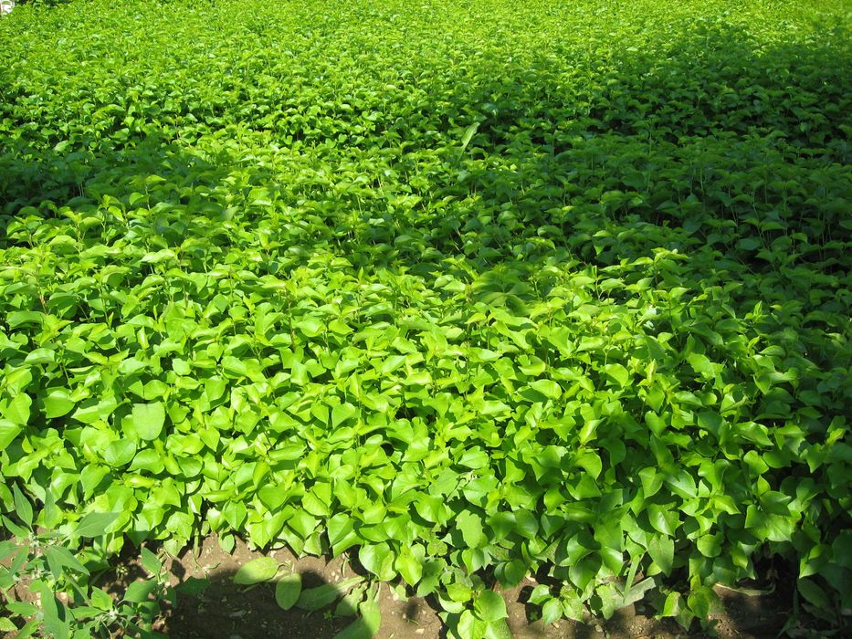 Продавам подложки от махалебка и джанка