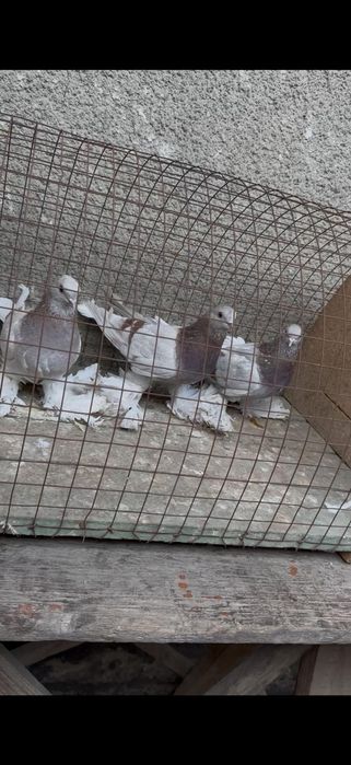 Голуби на гребле