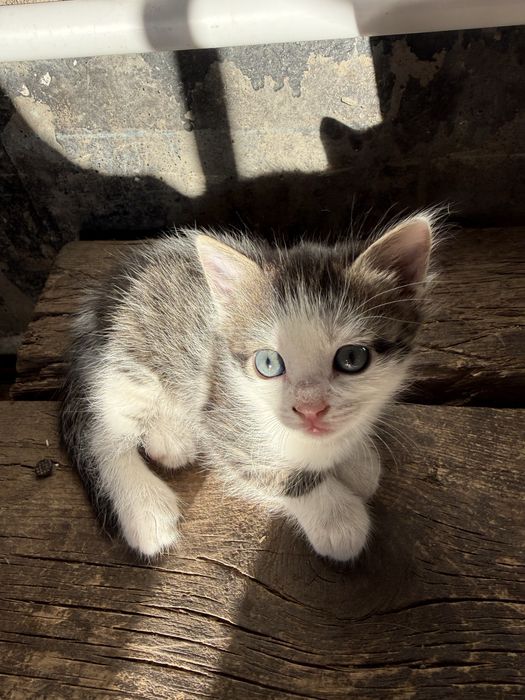 Котенок в хорошие руки