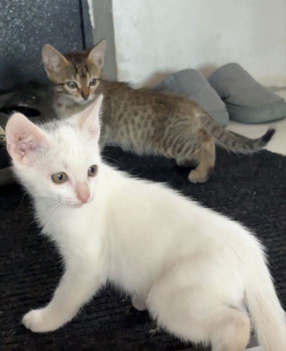 Милые девочки-котята, котенок в добрые руки! Доставим бесплатно