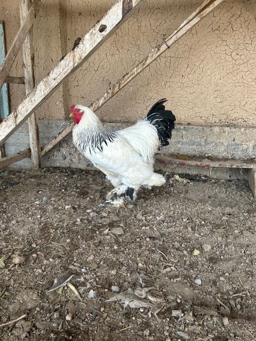 Яйца Брама, чистокровные домашние