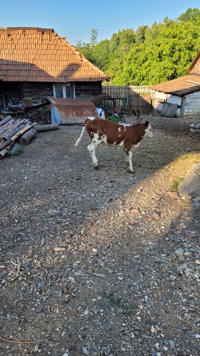 Vaca tanara gestanta  cu tot cu vitea la pachet
