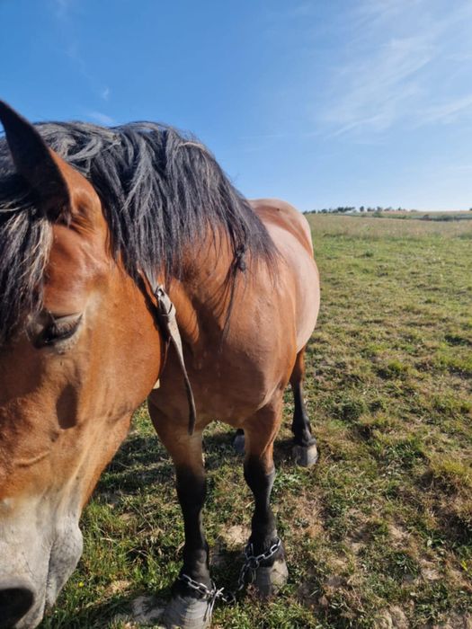 Vand iapa in varsta de 5 luni