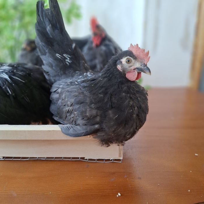 Декоративные курочки ШАБО