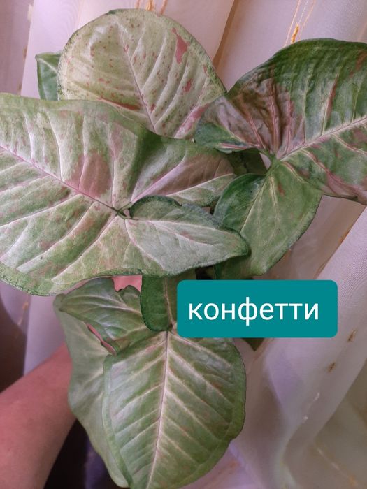 Сингониумы, комнатные растения.