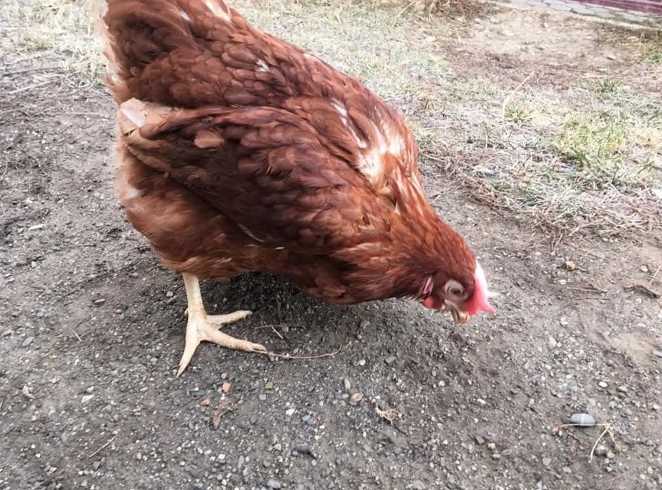 Ferma de găini roșii ouătoare rasă issa BRWON vă  oferim înspre vânzar