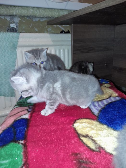 Продам прекрасных котят