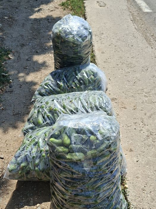 Vând castraveți in Traian Olt