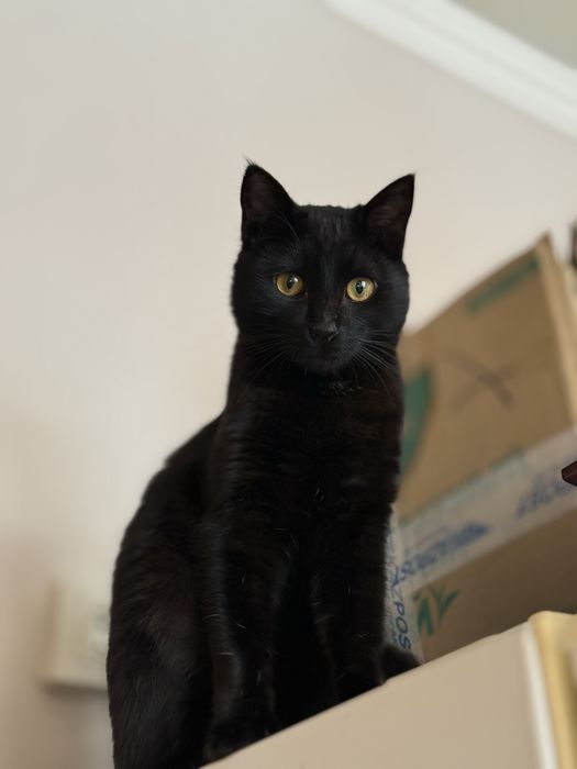 Багира красивая ласковая кошка