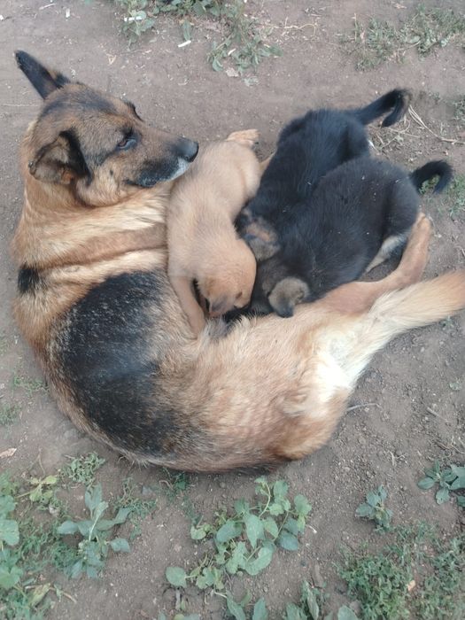 Отдам щенков 2 месяца