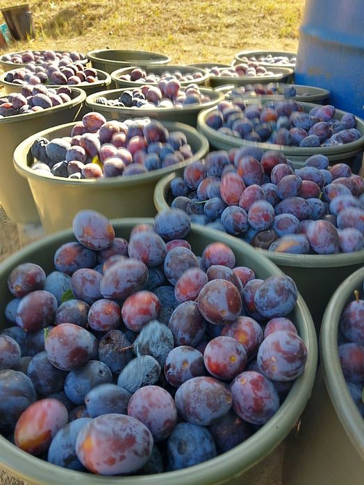 Prune de vanzare