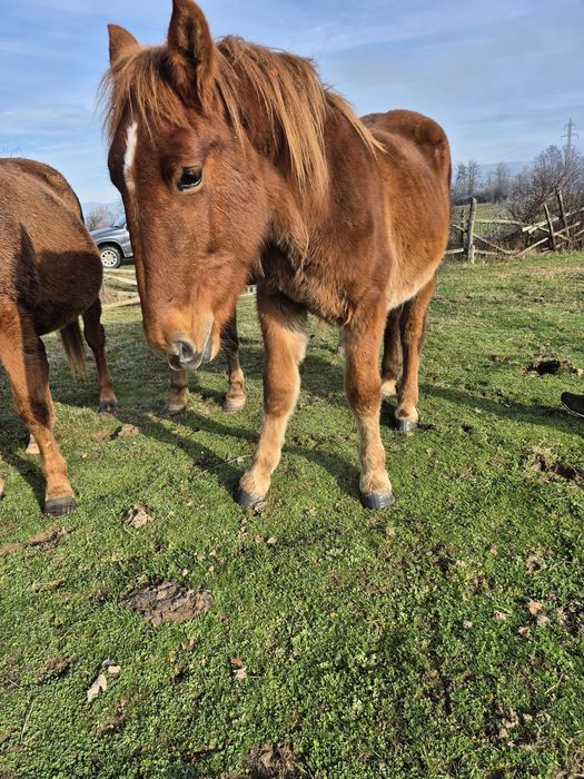 Vând sau schimb iapade 10ani si cârlană de 1 an si 7 luni