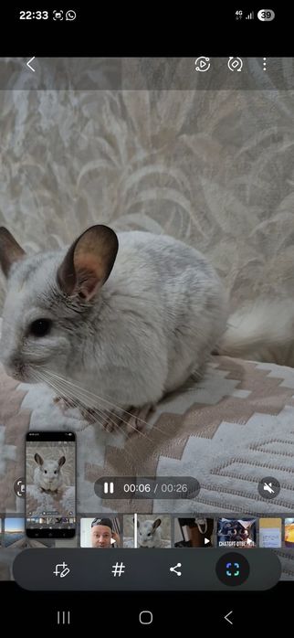 Отдам шиншиллу в добрые руки
