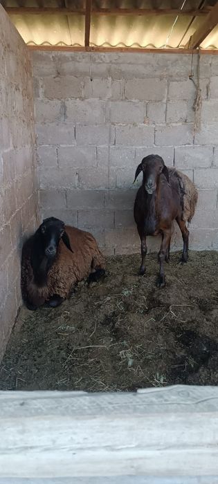 Жылкы, құнан, қошқар, өгізше сатылады