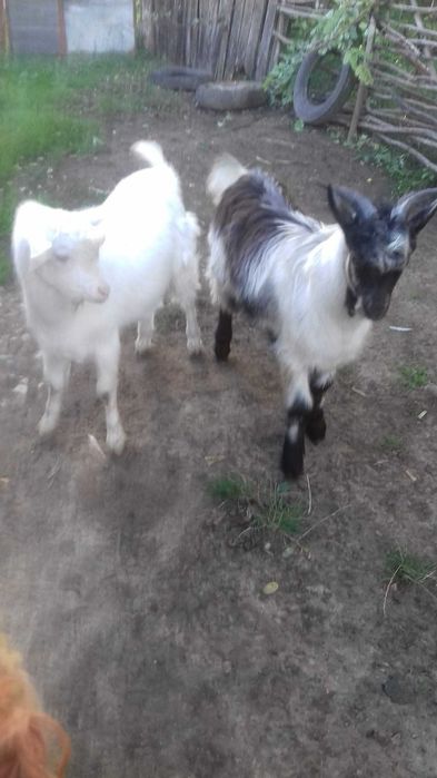 Țapi de vânzare - 8 luni - 38 kg - 380 lei bucata - Detalii la telefon