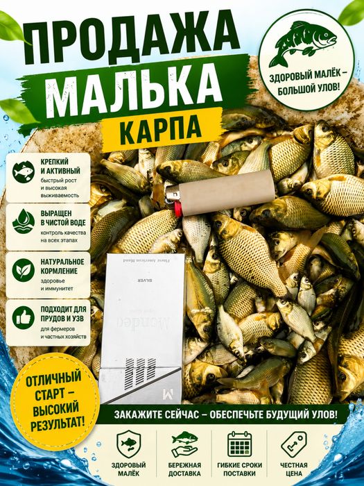 Малек Карп Сазан